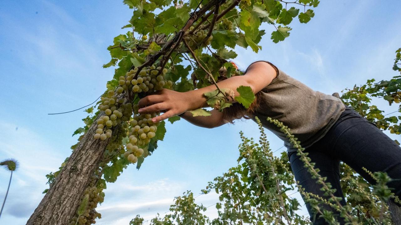 Chateau Mosmieri Hotel & Winery Telavi Dış mekan fotoğraf